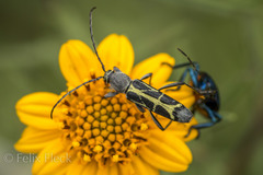 Tanyochraethes clathratus