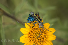 Tanyochraethes clathratus