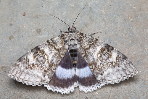 Blue Underwing
