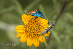 Tanyochraethes clathratus