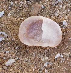 Bostrycapulus pritzkeri