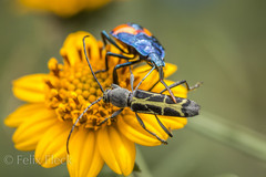 Tanyochraethes clathratus