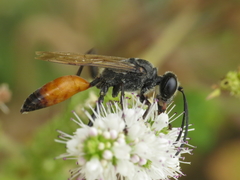 Sphex flavipennis