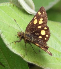 Metisella