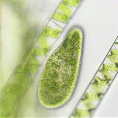 Paramecium bursaria