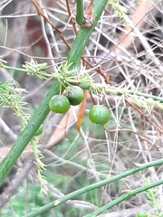 Asparagus africanus