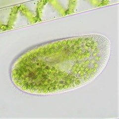 Paramecium bursaria