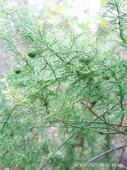 Asparagus africanus