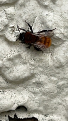 Andrena fulva