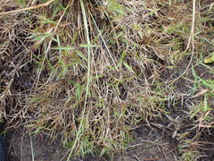 Urochloa serrata