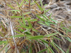 Urochloa serrata