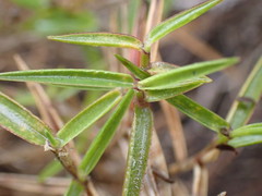 Urochloa serrata