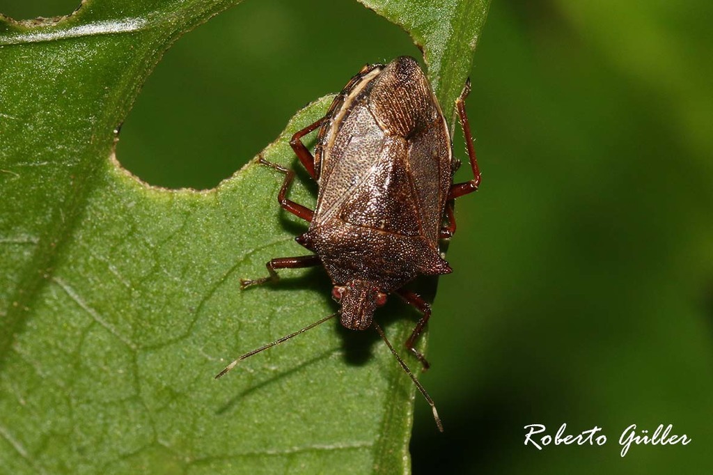 Podisus fuscescens