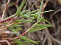 Urochloa serrata