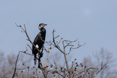 Phalacrocorax carbo