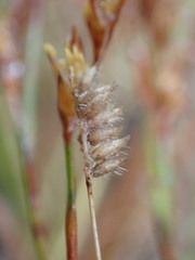 Urochloa serrata