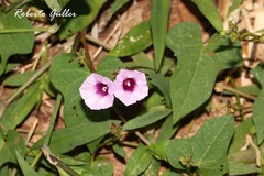 Ipomoea grandifolia