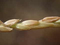 Digitaria eriantha