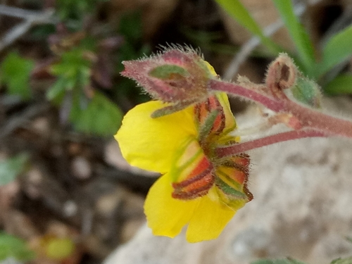 Thyme-leaved Rockrose