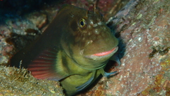 Ophioblennius atlanticus