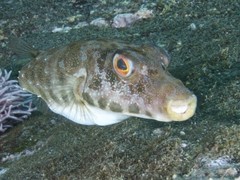 Sphoeroides marmoratus