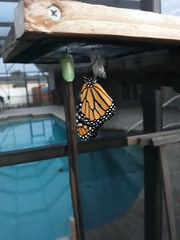 Danaus plexippus