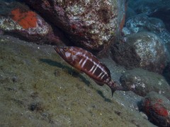 Serranus atricauda