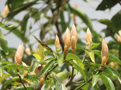 Machilus zuihoensis mushaensis