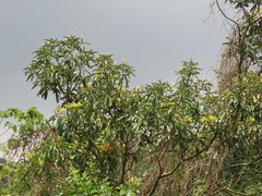 Machilus zuihoensis mushaensis