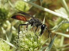 Sphex funerarius