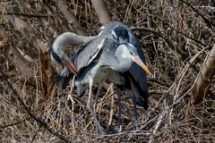 Ardea cinerea