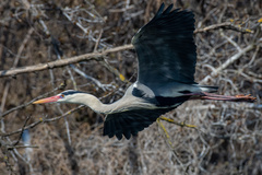 Ardea cinerea