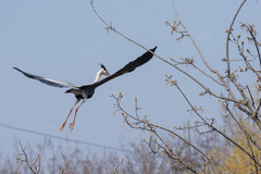Ardea cinerea