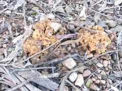 Ramaria capitata ochraceosalmonicolor