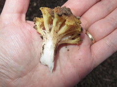 Ramaria capitata ochraceosalmonicolor