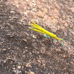 Tithonophasma tithonus