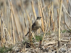 Anthus spinoletta