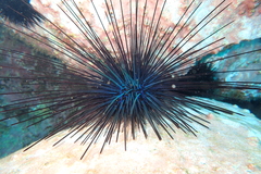 Diadema africanum