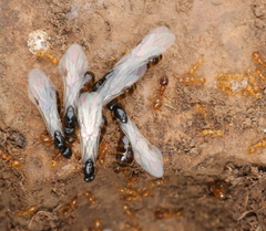 Solenopsis punctaticeps
