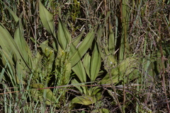 Hypoxis multiceps
