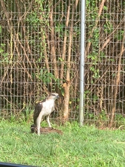 Nisaetus cirrhatus limnaeetus