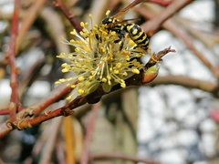 Polistes dominula
