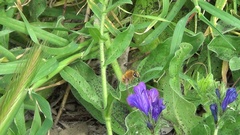 Anthophora