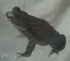 Rhinella granulosa