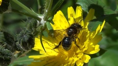 Osmia