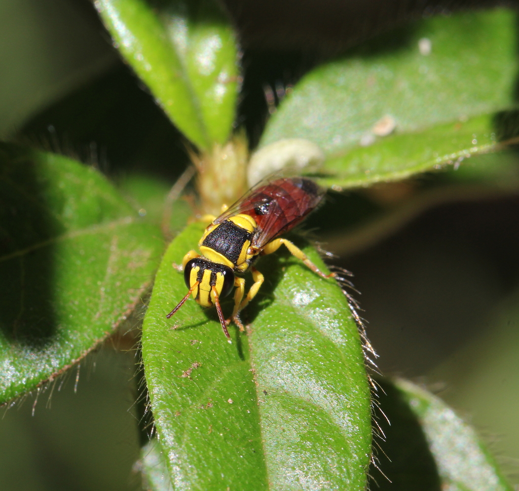 Elegant Masked Bee (Native Bees of South Australia) · iNaturalist