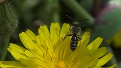 Andrena