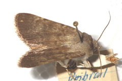 Standfussiana lucernea