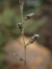 Urochloa serrata