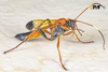 Black-tipped Orange Ichneumon Wasp - Photo (c) Fernando Trindade, some rights reserved (CC BY-NC), uploaded by Fernando Trindade